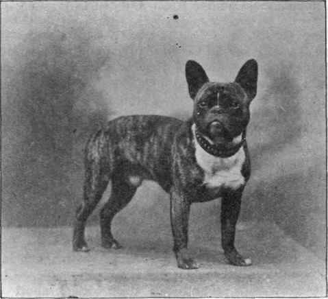 Old time french fashion bulldog